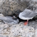gull_swallowtailed_spz_h_0292_ecu1993.jpg